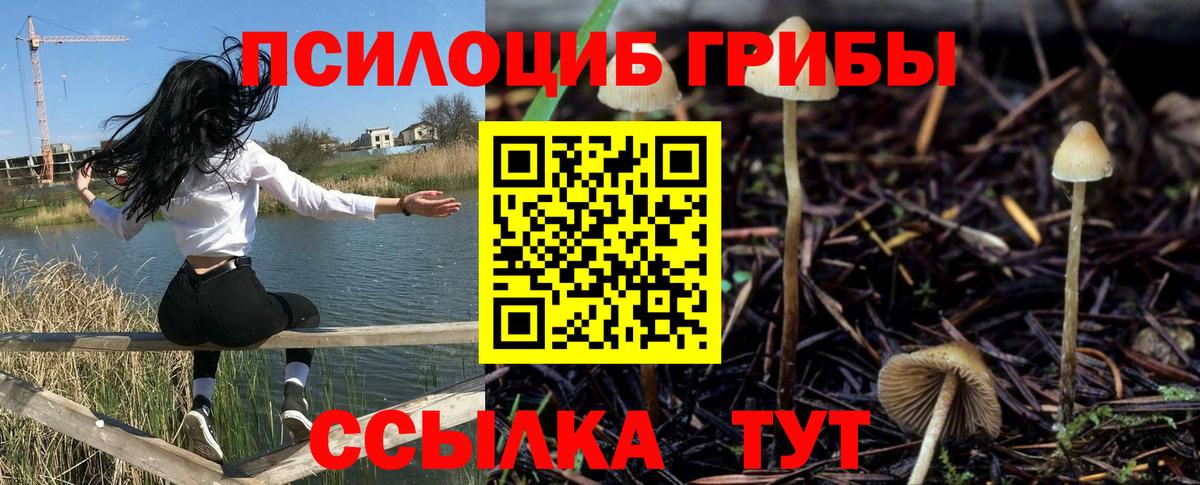 Галлюциногенные грибы Psilocybine cubensis Коломна